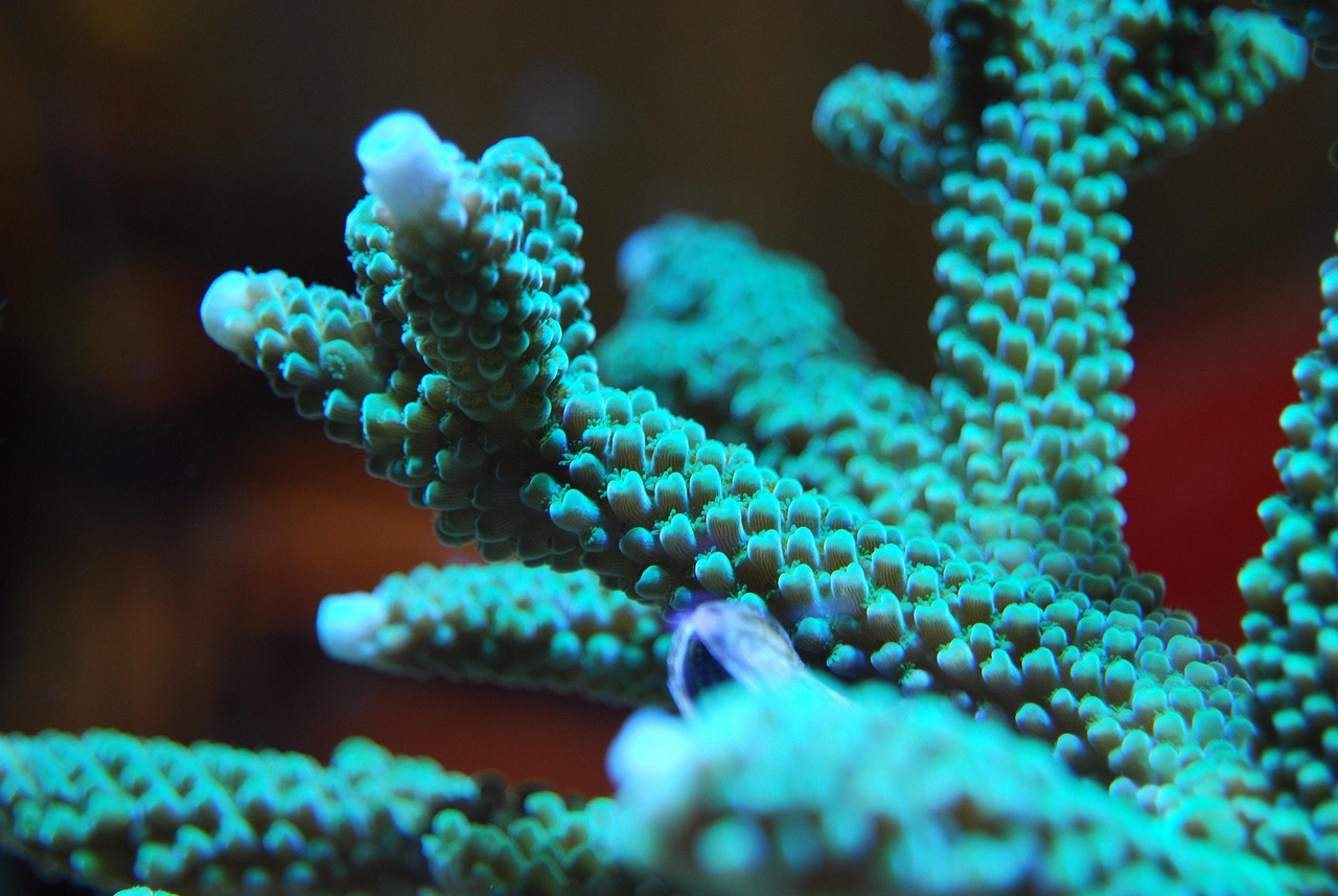 découvrez la richesse et la diversité des écosystèmes aquatiques, des rivières aux océans, et leur rôle vital dans notre environnement. plongez dans l'étude de ces habitats fascinants et de la faune qui y prospère.