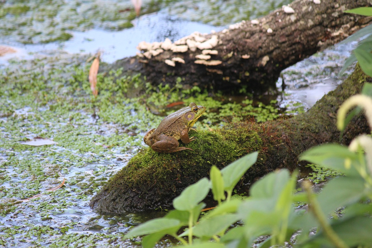 découvrez les écosystèmes aquatiques, leur diversité, leur importance écologique et les enjeux de leur préservation. plongez dans l'univers fascinant des rivières, lacs et océans.
