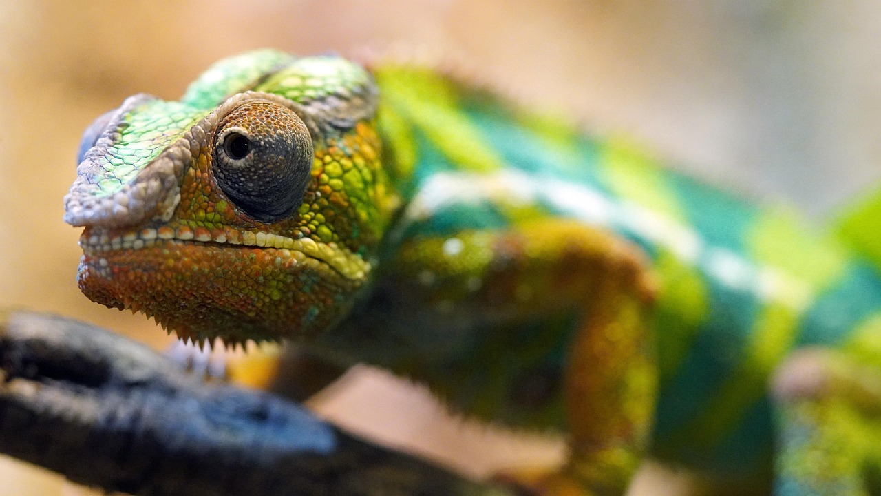 découvrez l'importance de la biodiversité pour notre planète, ses rôles essentiels dans les écosystèmes, les menaces qui pèsent sur elle et les actions nécessaires pour la préserver. apprenez comment chaque espèce contribue à l'équilibre de la nature et pourquoi sa protection est cruciale pour notre avenir.