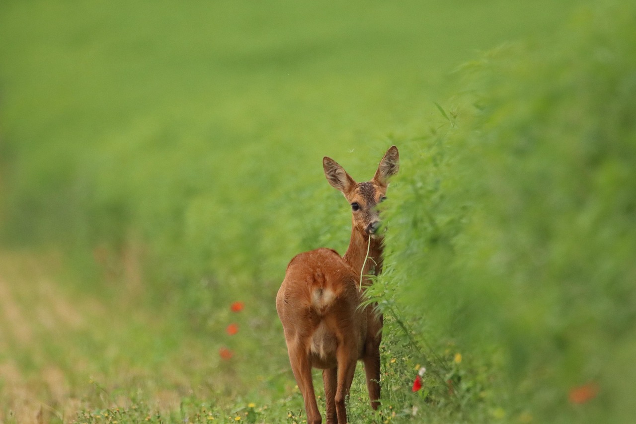 découvrez l'importance de la biodiversité et son impact sur notre environnement. explorez les différentes espèces, leurs habitats et les menaces qui pèsent sur notre écosystème. engagez-vous pour la préservation de la biodiversité et apprenez comment chaque action compte.