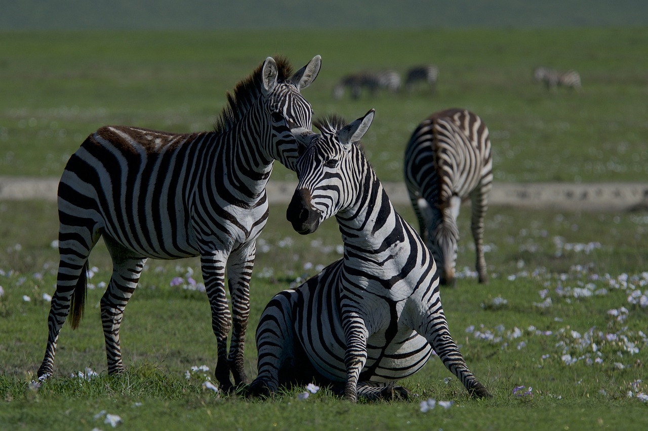 découvrez l'importance de la biodiversité pour notre planète. apprenez comment la diversité des espèces et des écosystèmes contribue à l'équilibre de la nature et à notre bien-être. explorez les menaces qui pèsent sur la biodiversité et les actions à entreprendre pour la protéger.